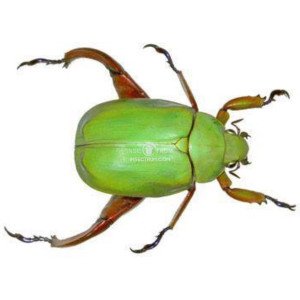 CHRYSINA MACROPUS